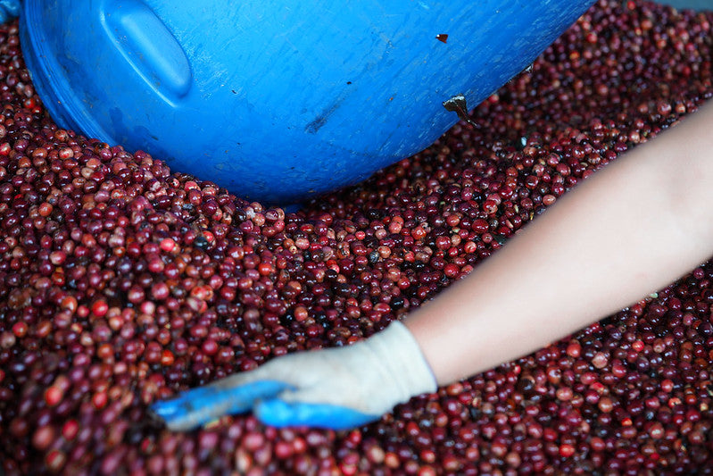Cherry Coffee Revealed: Exotic Flavors, Processing Secrets & Perfect Brewing Tips