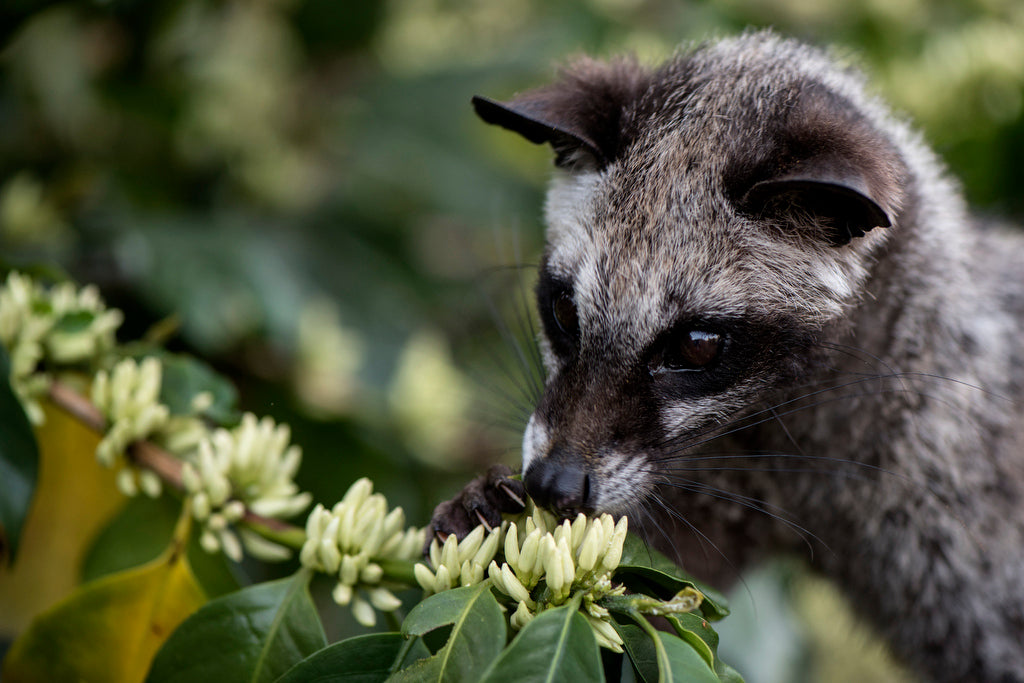 Weasel Coffee: The Most Unique and Controversial Coffee in the World