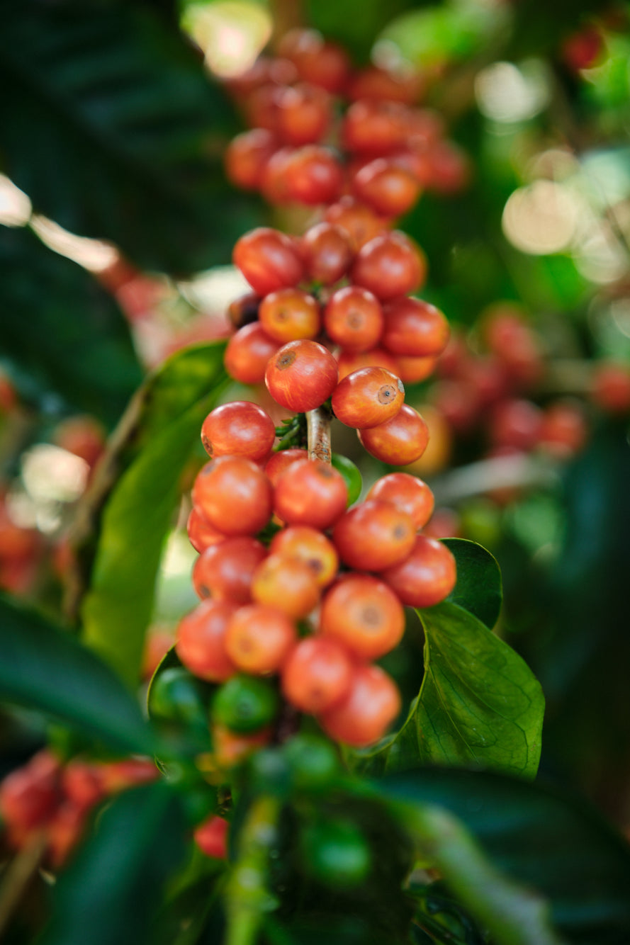 Pink Bourbon Coffee: What Makes This Exotic Variety So Special?