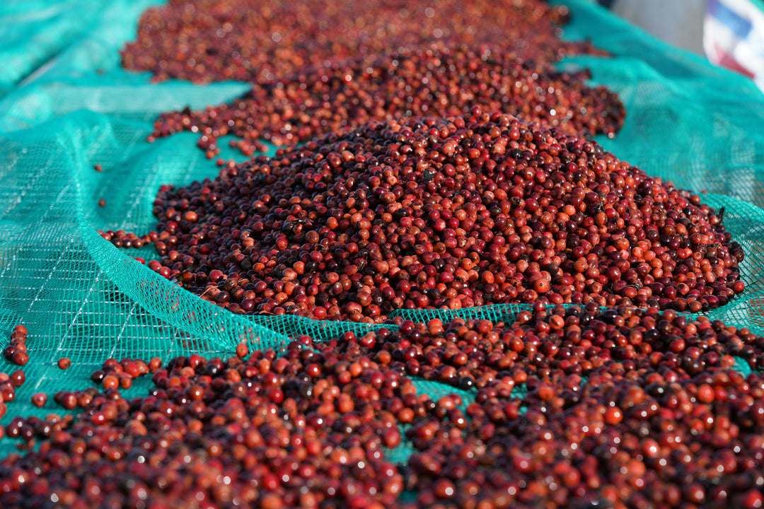 The Science of Coffee Fermentation: Techniques and Benefits