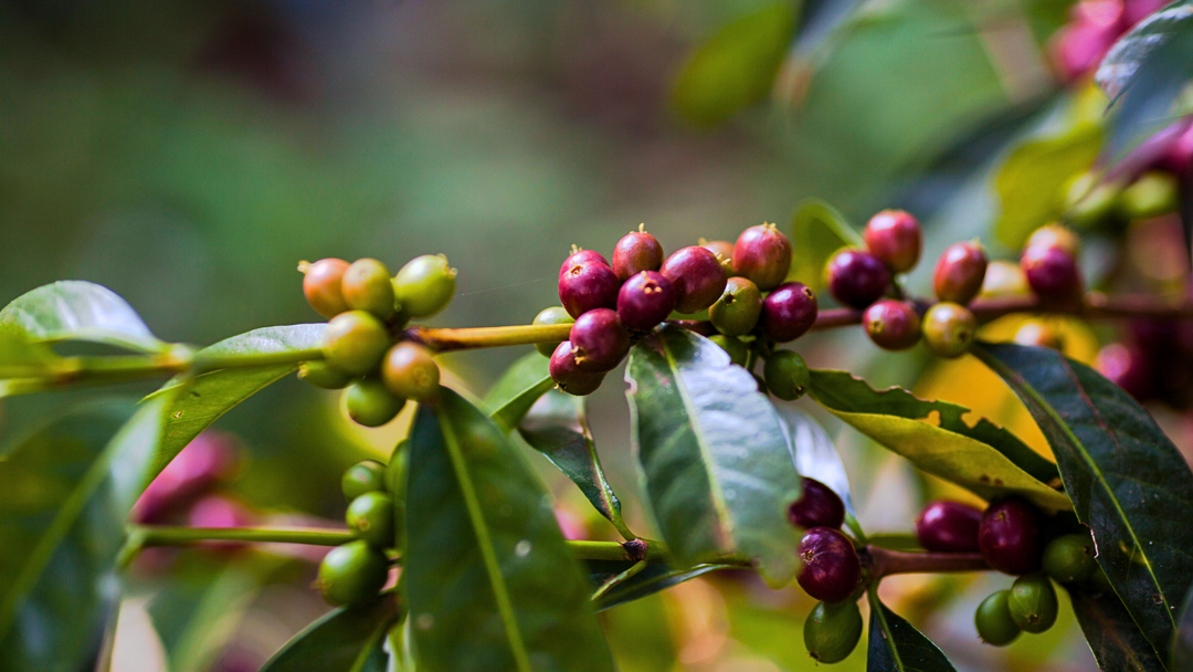 The Story of Ethiopia Coffee: A Journey to Its Rich Heritage