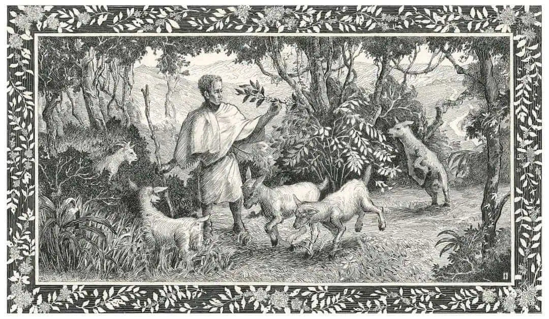 The History of Coffee: From Ancient Discovery to Global Phenomenon