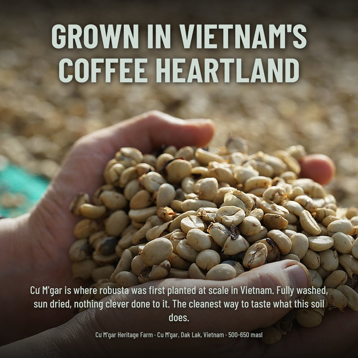 Sunday Breakfast, Premium Vietnamese Robusta, Medium Roast
