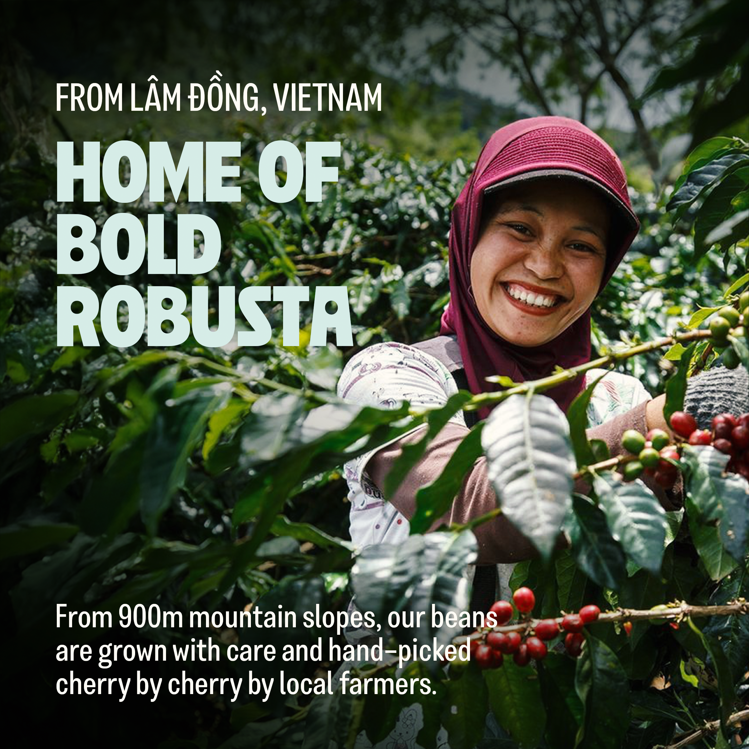 Too Strong, Premium Vietnamese Robusta, Dark Roast