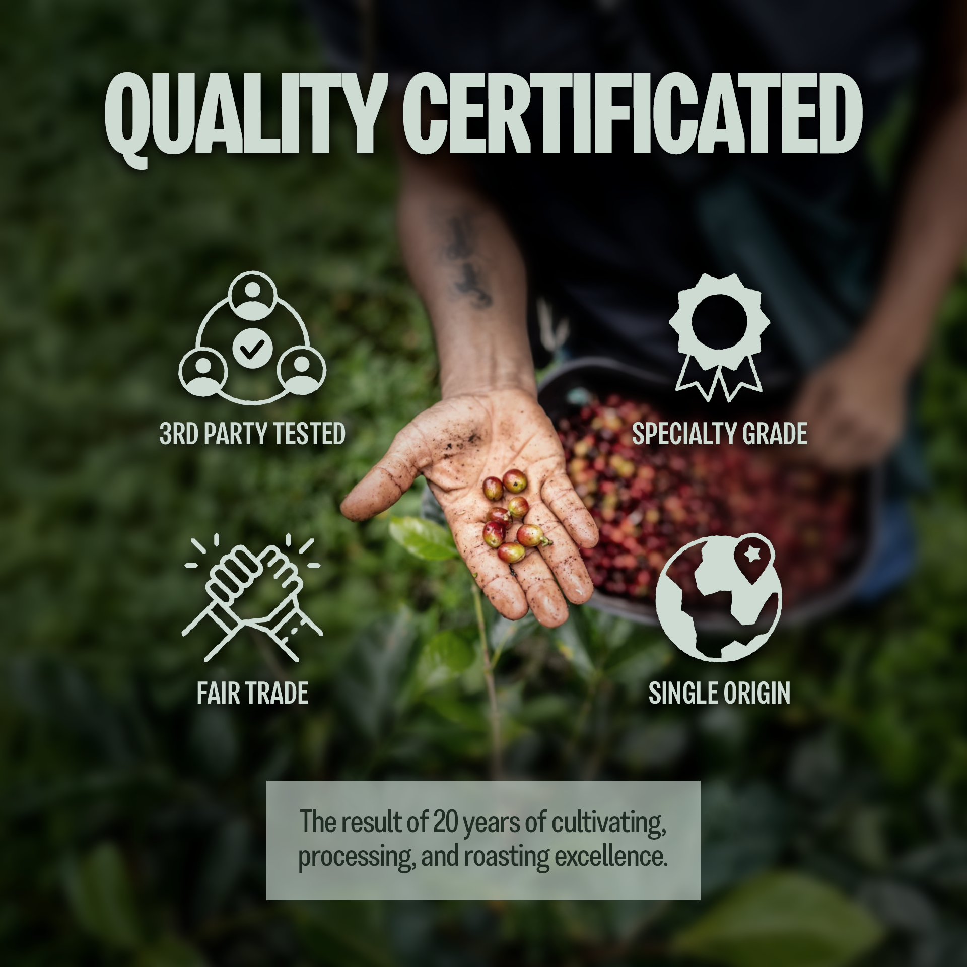 Specialty Arabica Vietnam, Notes of Caramel, Spices & Bell Pepper, Whole Bean